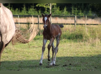 Caballo de Holstein, Semental, Potro (06/2025), Castaño oscuro