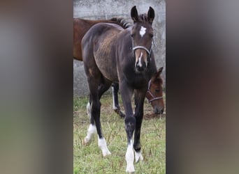 Caballo de Holstein, Semental, Potro (05/2024), Castaño oscuro