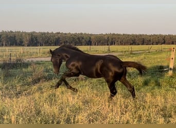 Caballo de Holstein, Semental, Potro (04/2023), Musgo