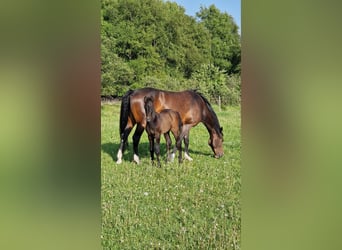 Caballo de Holstein, Semental, Potro (05/2023), Musgo