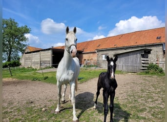 Caballo de Holstein, Semental, Potro (05/2024), Musgo