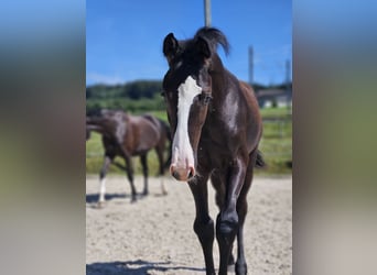 Caballo de Holstein, Semental, Potro (04/2024), Negro