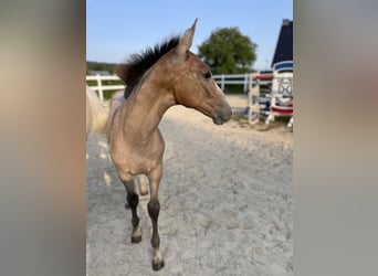 Caballo de Holstein, Semental, Potro (04/2024), Tordo