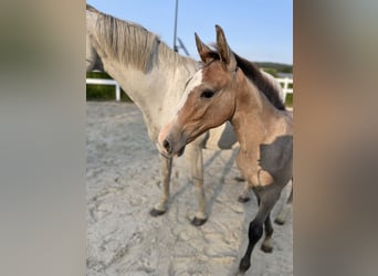 Caballo de Holstein, Semental, Potro (04/2024), Tordo