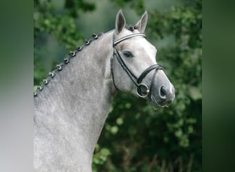 Caballo de Holstein, Semental, 21 años, 167 cm, Tordo