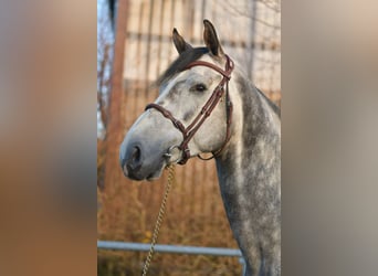 Caballo de Holstein, Semental, 6 años, 173 cm, Tordo rodado