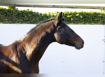 Caballo de Holstein, Yegua, 10 años, 159 cm, Castaño