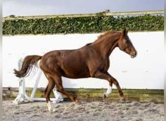 Caballo de Holstein, Yegua, 10 años, 160 cm, Alazán