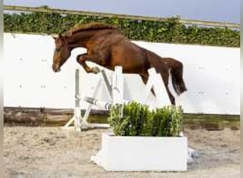 Caballo de Holstein, Yegua, 10 años, 160 cm, Alazán