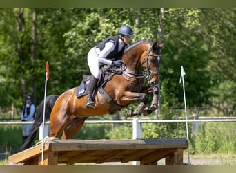 Caballo de Holstein, Yegua, 10 años, 160 cm, Castaño