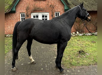 Caballo de Holstein, Yegua, 10 años, 162 cm, Negro