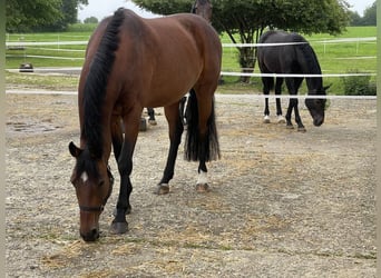 Caballo de Holstein, Yegua, 10 años, 163 cm, Castaño