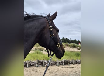 Caballo de Holstein, Yegua, 10 años, 164 cm, Morcillo