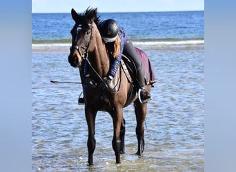 Caballo de Holstein, Yegua, 10 años, 164 cm, Morcillo