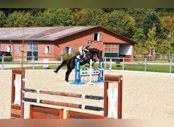 Caballo de Holstein, Yegua, 10 años, 164 cm, Morcillo