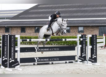Caballo de Holstein, Yegua, 10 años, 164 cm, Tordo