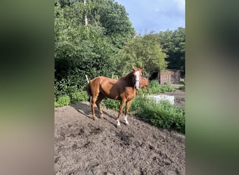 Caballo de Holstein, Yegua, 10 años, 165 cm, Alazán