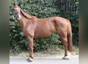 Caballo de Holstein, Yegua, 10 años, 165 cm, Alazán