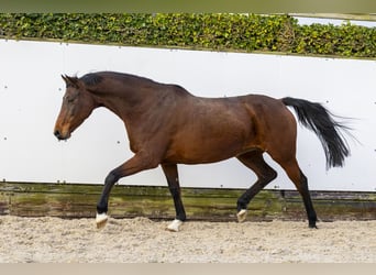 Caballo de Holstein, Yegua, 10 años, 165 cm, Castaño