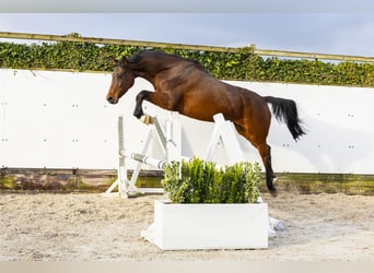 Caballo de Holstein, Yegua, 10 años, 165 cm, Castaño