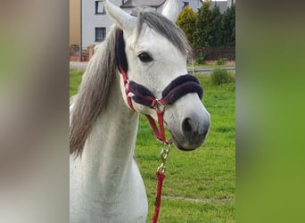 Caballo de Holstein, Yegua, 10 años, 165 cm, Morcillo