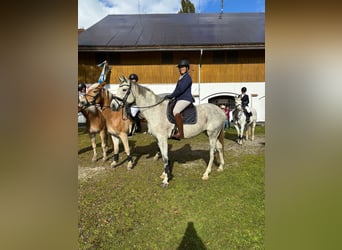 Caballo de Holstein, Yegua, 10 años, 167 cm, Tordo