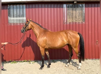 Caballo de Holstein, Yegua, 10 años, 168 cm, Castaño