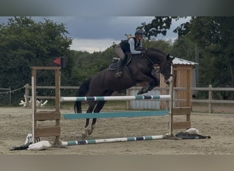 Caballo de Holstein, Yegua, 10 años, 168 cm, Negro
