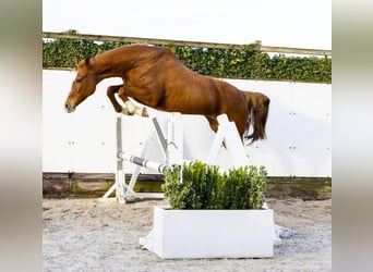 Caballo de Holstein, Yegua, 10 años, 169 cm