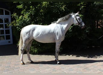 Caballo de Holstein, Yegua, 10 años, 169 cm, Tordo