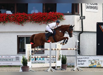 Caballo de Holstein, Yegua, 10 años, 171 cm, Alazán