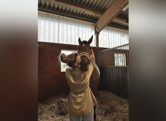 Caballo de Holstein, Yegua, 10 años, 171 cm, Castaño