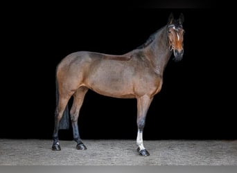 Caballo de Holstein, Yegua, 10 años, 172 cm, Castaño