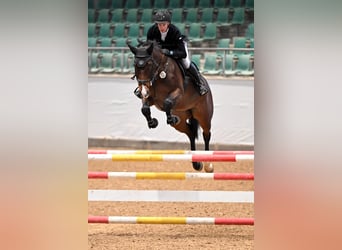 Caballo de Holstein, Yegua, 10 años, 172 cm, Castaño oscuro