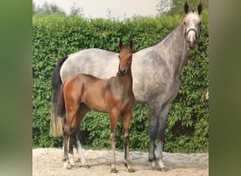 Caballo de Holstein, Yegua, 10 años, 172 cm, Tordo