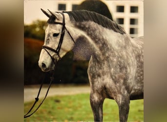 Caballo de Holstein, Yegua, 10 años, 173 cm, Tordo