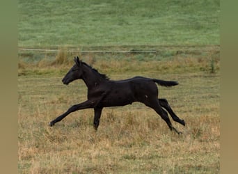 Caballo de Holstein, Yegua, 10 años, 173 cm, Tordo picazo