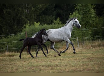 Caballo de Holstein, Yegua, 10 años, 173 cm, Tordo picazo