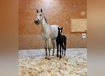 Caballo de Holstein, Yegua, 10 años, 173 cm, Tordo picazo