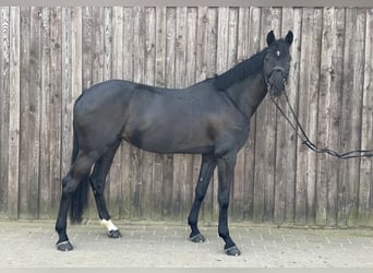 Caballo de Holstein, Yegua, 10 años, 174 cm, Negro