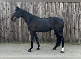 Caballo de Holstein, Yegua, 10 años, 174 cm, Negro