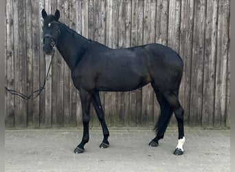 Caballo de Holstein, Yegua, 10 años, 174 cm, Negro