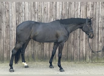 Caballo de Holstein, Yegua, 10 años, 174 cm, Negro