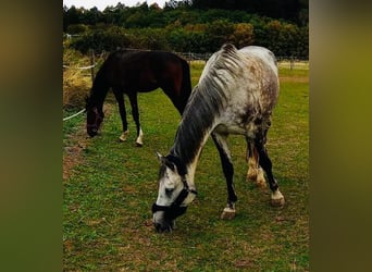 Caballo de Holstein, Yegua, 10 años, 174 cm, Tordo
