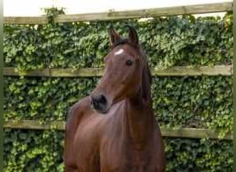 Caballo de Holstein, Yegua, 10 años, 175 cm, Castaño