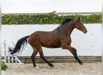 Caballo de Holstein, Yegua, 10 años, 175 cm, Castaño