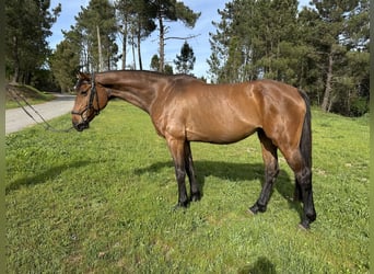 Caballo de Holstein, Yegua, 10 años, Castaño oscuro
