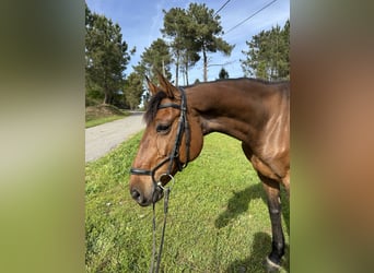 Caballo de Holstein, Yegua, 10 años, Castaño oscuro