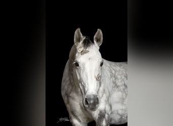 Caballo de Holstein, Yegua, 11 años, 160 cm, Tordo