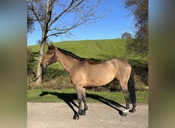 Caballo de Holstein, Yegua, 11 años, 165 cm, Castaño